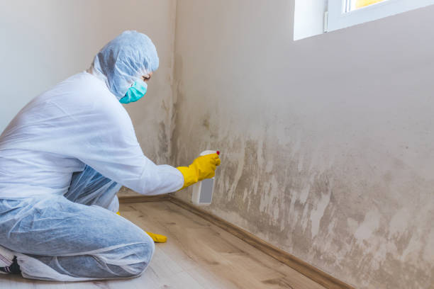 Licensed Basement Mold Remediation service in Farmville, NC - WQB Mold Removal