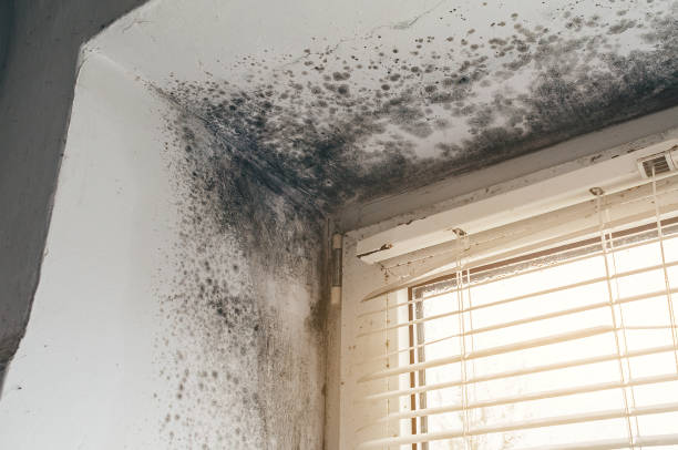Affordable Basement Mold Remediation solutions in Farmville, NC
